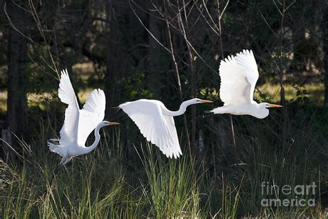 Multiple Exposures Of Large White Bird Photograph By David Alexander