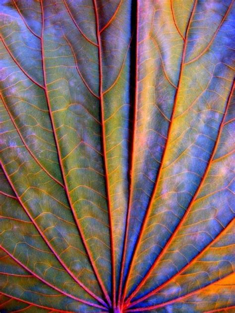 The Art Of Nature Patterns In Nature Nature Art Nature Inspiration