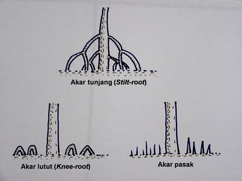 Istilah akar tunjang apa artinya? Mangrove dan Ekosistemnya