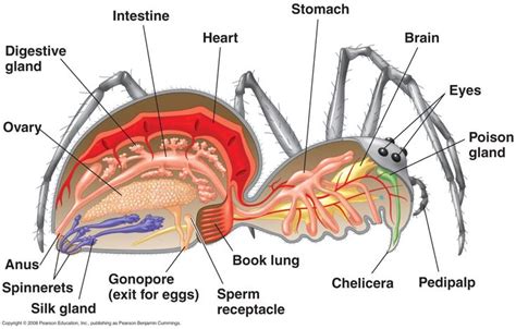 Anatomy Of A Spiderits Hearts In The Back End Anatomy Animal
