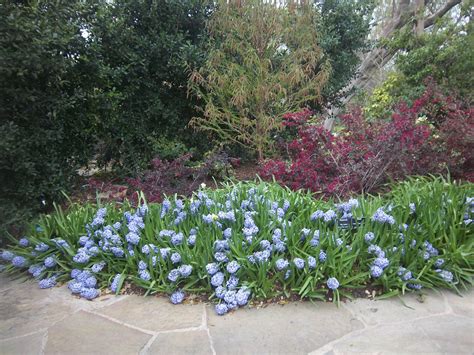 Bed Of Blue Hyacinth Dallas Arboretum March 2012 Dallas Arboretum