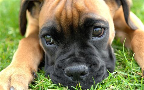 Boxer Dog Wallpapers Wallpaper Cave