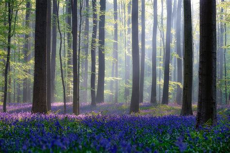 Every Spring This Forest In Belgium Becomes A Blue Wonderland