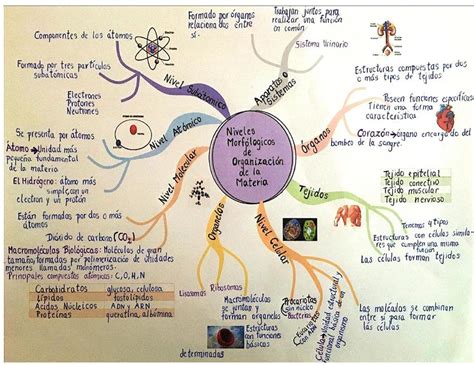 Niveles De La Materia Mapa Mental Ana B Udocz