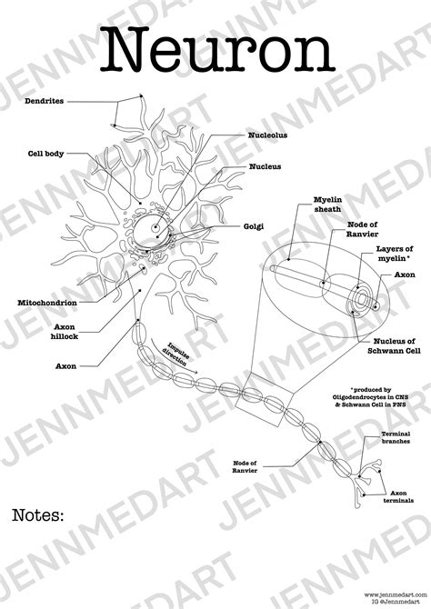 Neuron Anatomy Coloring Page LABELED Digital Download Nervous System