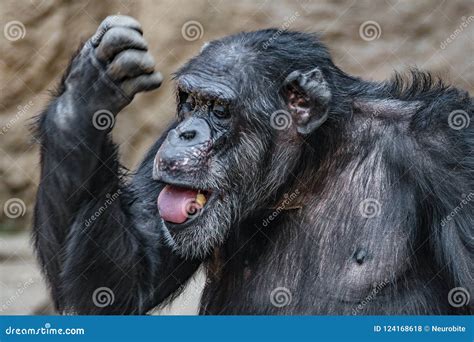 Portrait of Funny Chimpanzee Making Faces Stock Photo - Image of monkey
