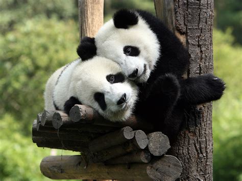 Pictures Giant Panda Bears Animals