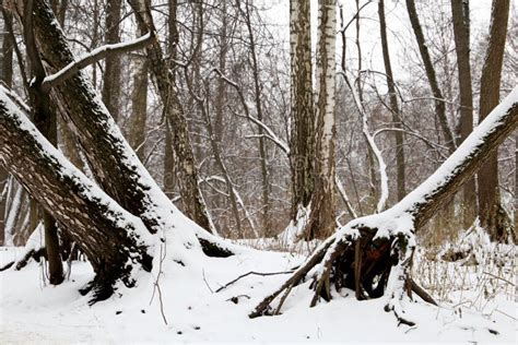 Winter Forest Snow Covered Fallen Trees With Big Roots Stock Image