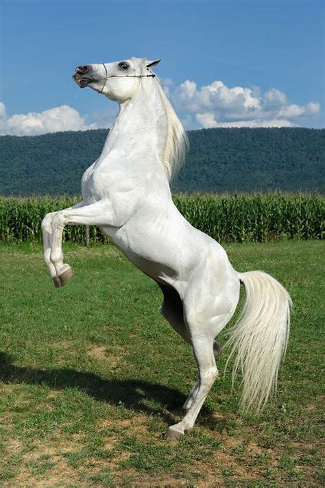 White Horse Rearing Up Beautiful Arabian Stallion Dierks Photo