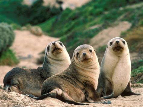 Wild Animals | Any Photo Album