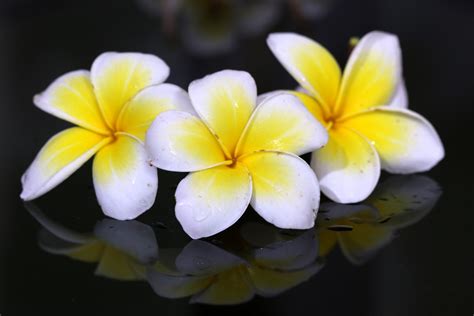 White And Yellow Flowers Free Image By Simi On