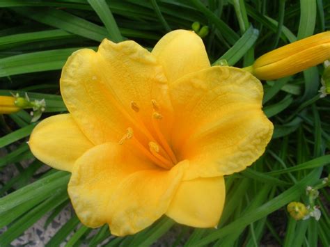 Unit 16, lucan shopping centre, newcastle rd, lucan, co. How to Keep Stella de Oro Daylilies Blooming All Season ...