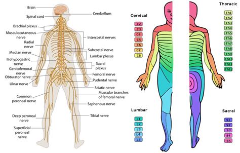 Map Of Dermatomes And Peripheral Nerves Peripheral Nerve Neurology Riset