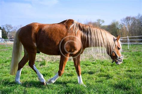 Amazing Photos Of Rare And Exotic Horse Breeds Tjalling Ranch