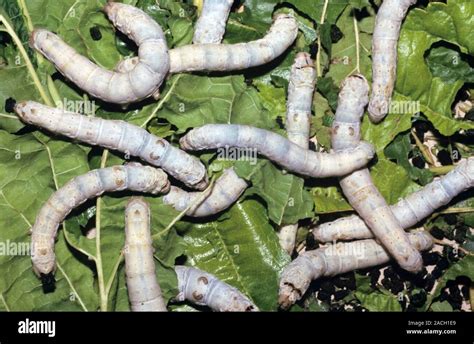 Silkworms Bombyx Mori On Mulberry Leaves The Silkworm The