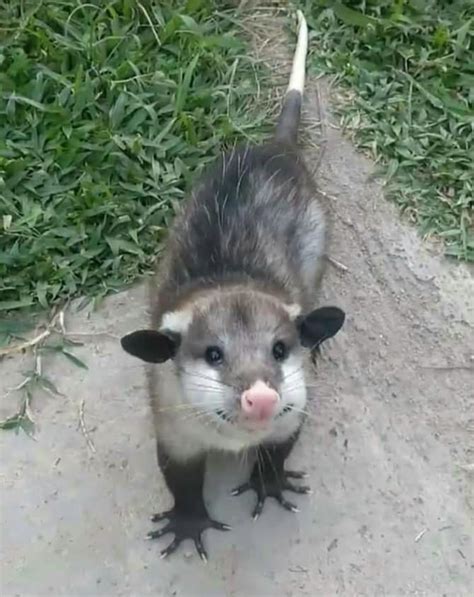 962 Best Opossum Images On Pholder Aww Awwducational And Opossums