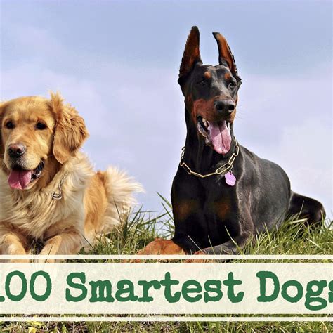 Top 50 Smartest Dog Breeds