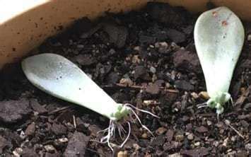 Representa una opción cada vez más empleada ya que resulta tremendamente cómodo, además, se podrá ahorrar racionalizando el agua y conseguir una mayor eficiencia. Como regar correctamente las suculentas y los cactus y ...