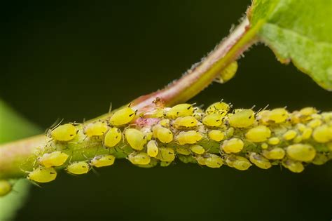 How To Identify And Control Aphids Cropaia
