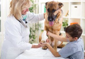 Contact our veterinarian to learn more! How To Find The Best Emergency Vet Near Me | Care For Your ...