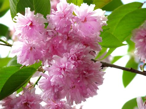 A questo proposito, vi presentiamo sedici esempi di fiori alquanto inconsueti. prati | OLTRE IL CANCELLO