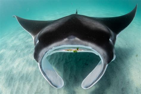 Manta Ray Nursery Discovered Along Southeast Florida Coast