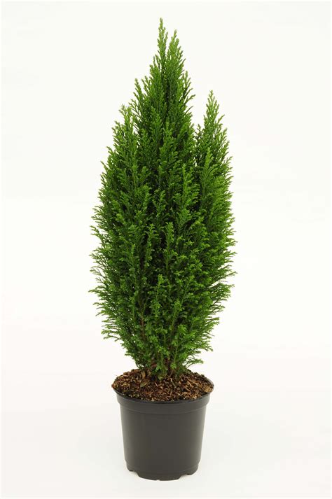 6 Euro Cypress Live Tree With Full Sunlight 17lbs In Self Watering