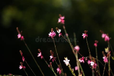 Tiny Flowers Stock Image Image Of Leaf Abstract Beauty 61619705