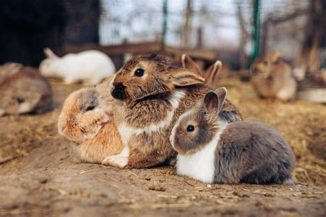 Cute Adorable Rabbits Bunnies Hugging Together In A Farm Holes Dug In