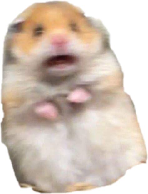 Hamster Meme Freakout Freaking Hamstermeme Png