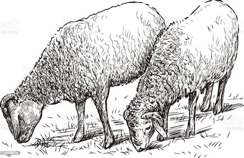 Two Sheeps Stock Illustration Download Image Now Drawing Art