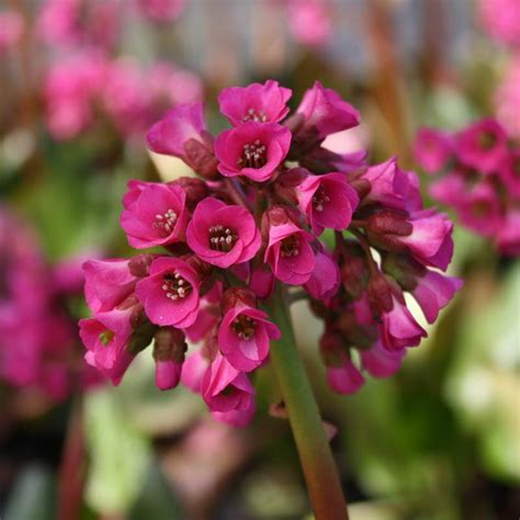 Stauden Stade Versand Shop Bergenia Cordifolia Rote Schwester