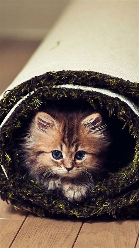 Cat Fluffy Look Carpet Twisted Gorgeous Cats Cats Kittens Cutest