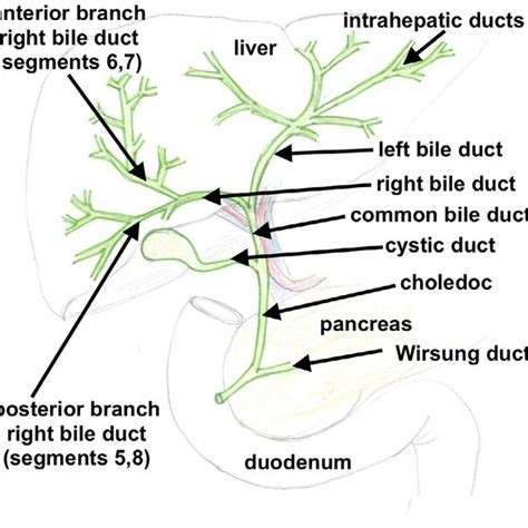 Relationship Of The Common Bile Duct Inside The Porta Hepatis