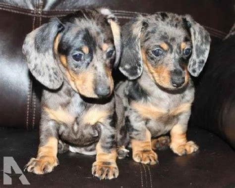 Dapple Dachshund For Sale Petsidi