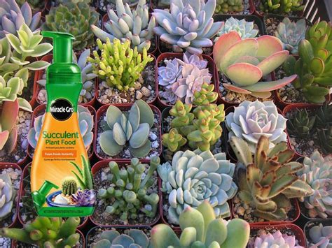 How To Fertilize Succulents World Of Succulents