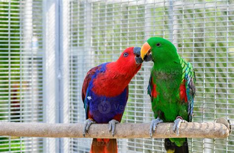 Red And Green Sun Conure Parrot Bird Kissing On The Perch 20829095