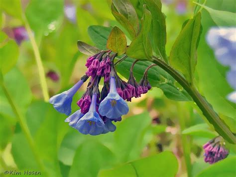 Virginia Bluebell Virginia Bluebells Bluebells Native Plants