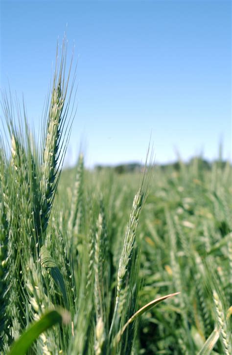 Wheat Crop Csiro Science Image Csiro Science Image