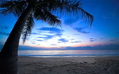 Cloudy Sky Weeping Palm Tree Tropical Sunset Caribbean Ocean Wallpaper
