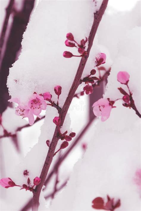 Pink Flowers Covered With Snow Winter In The Spring Stock Photo