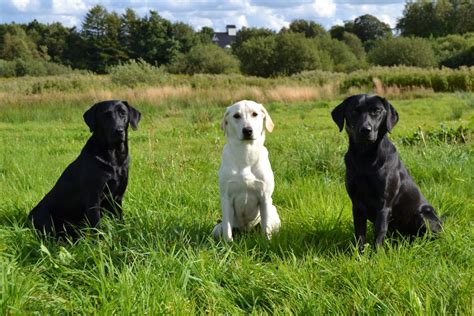 Sort labrador tæve af jagtlinjen ('formel 1'). Galleri fra Kennel Nordfjord - passion for Formel 1 Labrador
