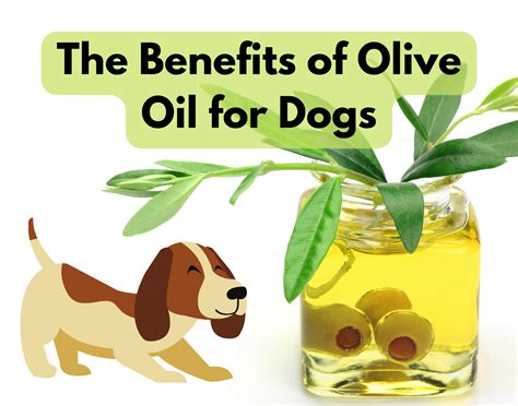 The Benefits Of Olive Oil For Dogs—a Detailed Guide Dog Lovers