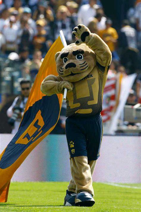 Ya nada más falta que también quieran a goyo, escribió un usuario junto a la imagen de la mascota con un uniforme de tigres. EX Goyo Puma Oficial on Twitter: "La neta es un orgullo y ...