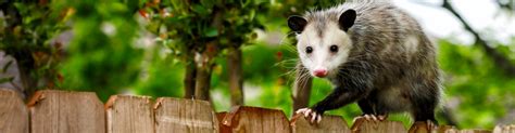 Opossum Removal Varmint Masters San Antonio And Beyond