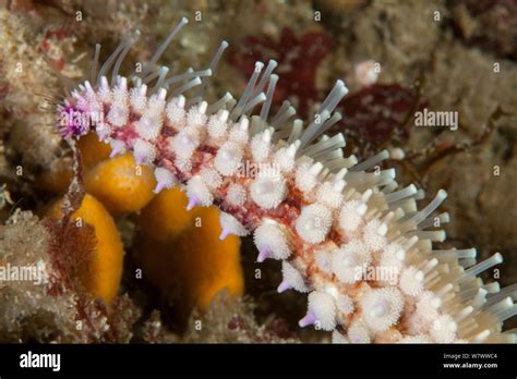 Tube Feet Echinoderm Hi Res Stock Photography And Images Alamy