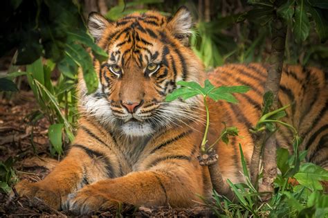 Wild Sumatran Tiger 4k Wallpaper Free Wallpapers