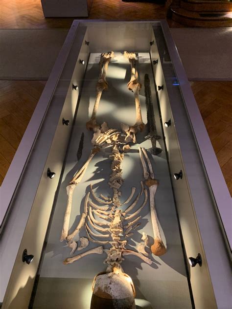 Death On Display The Dead In The National Museum Of Ireland Archaeology Pathological Bodies