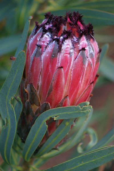 Protease plus provides supplemental protease enzymes that break down proteins into smaller proteins and amino acids, maximizing bought these for my wife for joint issues. Growing proteas - GardenDrum