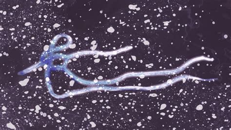 Microscope magnication was at 30,000 3 (corresponding to a calibrated sampling of 1.2 a˚ per. Ebola Virus Under The Microscope. 4K Seamless Loop. Stock ...